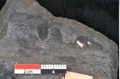 Foto (Detailansicht) von Plantae indet.  (NHMW-GEO-2024-0188-11521)